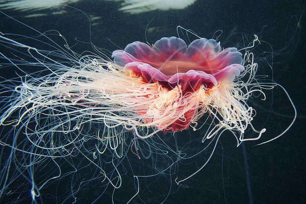 Cyanea capillata 2.jpg Flickr Photo Sharing #cyanea