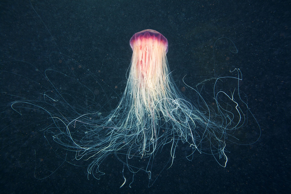 Jellyfish Space ‹ Clione.ru #photo #underwater #creature #jellyfish
