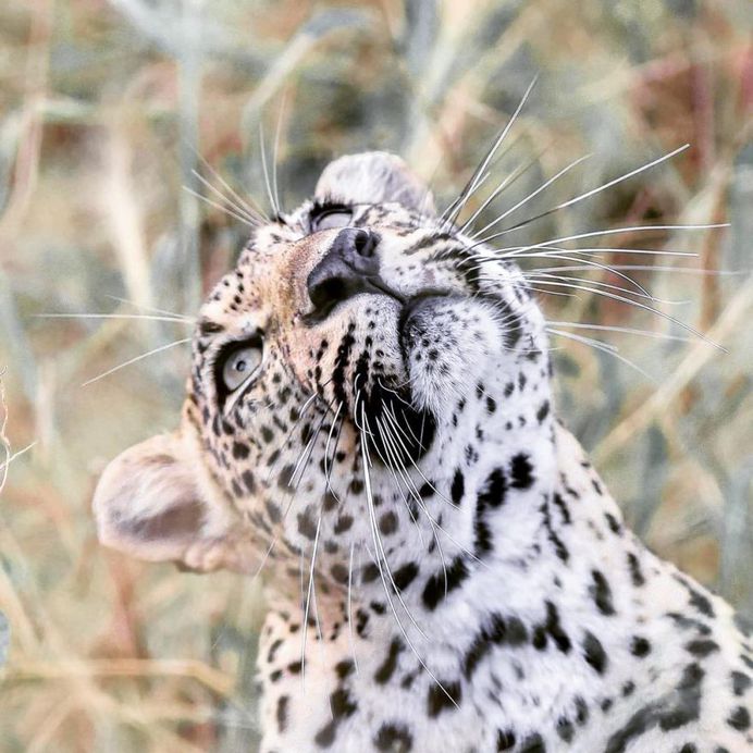 #cuteanimals: Wildlife Animal Portraits by Irene Nathanson