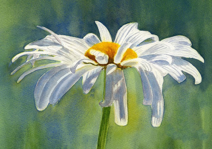 daisy painting & daisy paint by number #painting