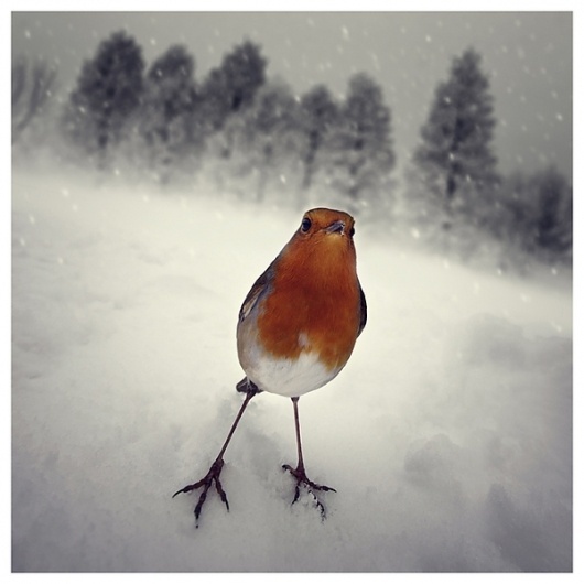 A hard winter... on the Behance Network #photography #bird #winter