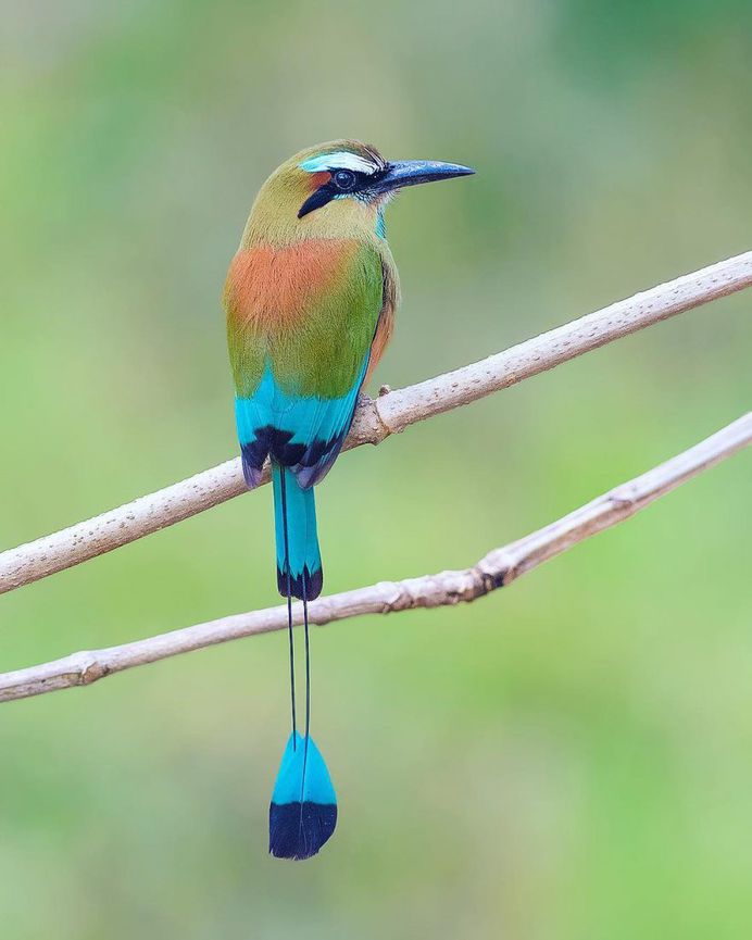 #your_best_birds: Fantastic Bird Photography by Abinash Dhal