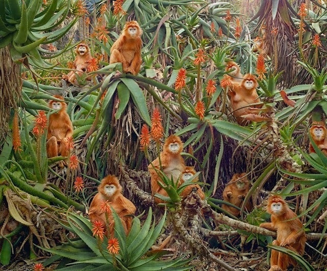 Until the Kingdom Comes by Simen Johan #inspiration #photography #animal