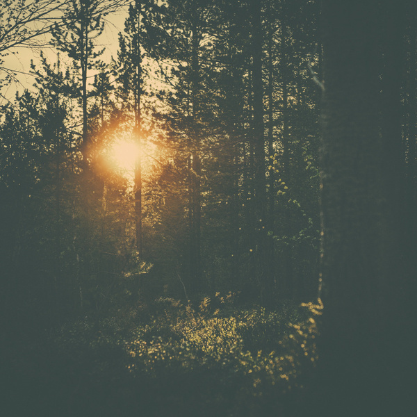GO 70° NORTH #sun #warm #photography #nature #vintage #dreamy #trees
