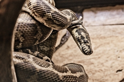 Егор Федоров #snake #egorfedorov #animals
