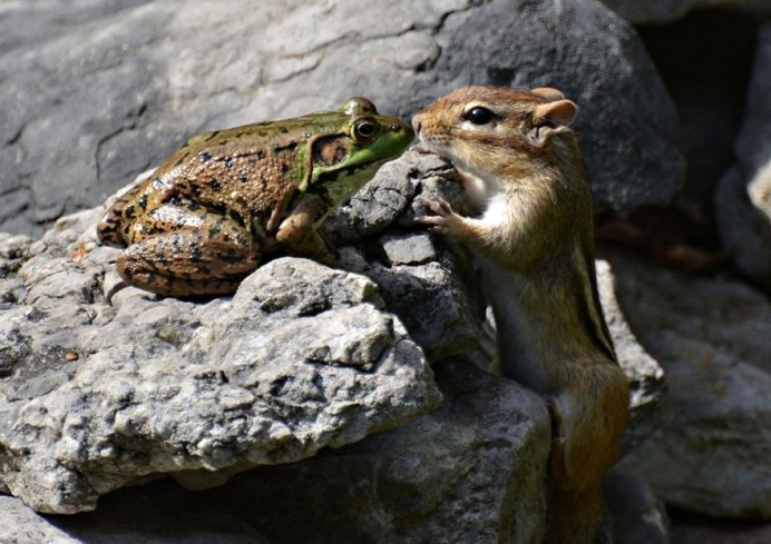 Hilarious Finalists of The Comedy Wildlife Photography Awards 2016