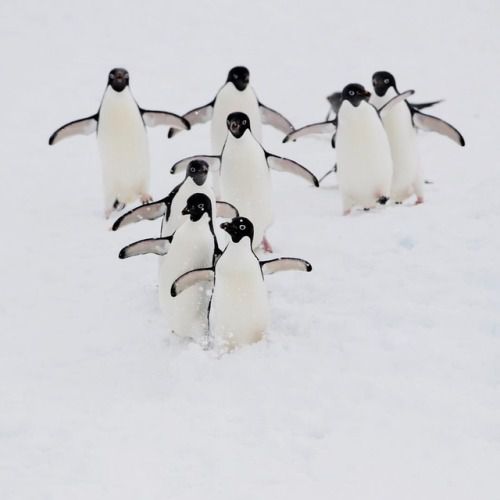 Photogrist Photo Tumblr — Bird Photography by Damilice Mansur