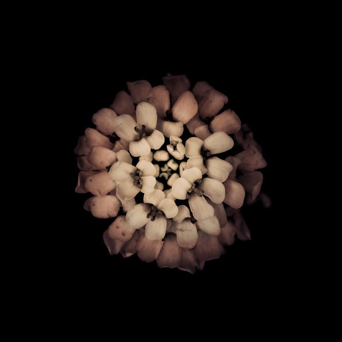 Fine Art Flowers Photography by Viera Babecova