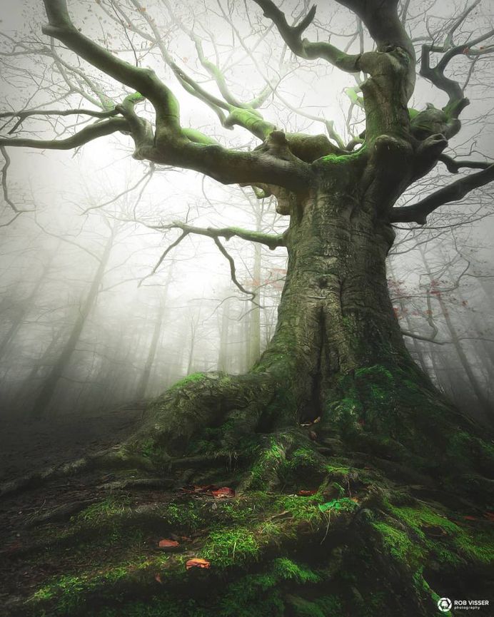 Mystical and Fine Art Forest Photography by Rob Visser