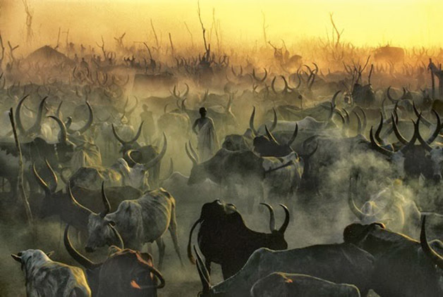 Sudan, photo, nature