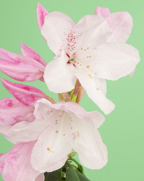 Maxime Guyon | PICDIT #photo #photography #colour