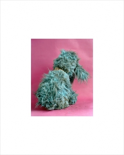 CHRISTIAN PATTERSON - REDHEADED PECKERWOOD #photo #animal #stuffed