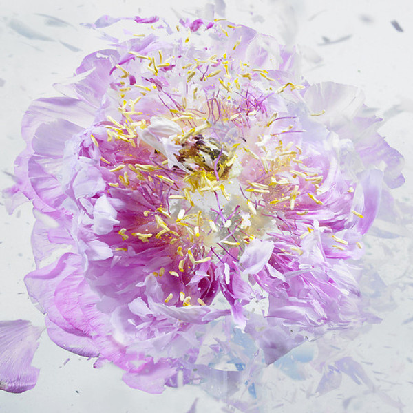 Liquid Nitrogen exploding flower by Martin Klimas #explosion #air #gun #liquide #liquid #nitrogen #klimas #azote #flower #martin
