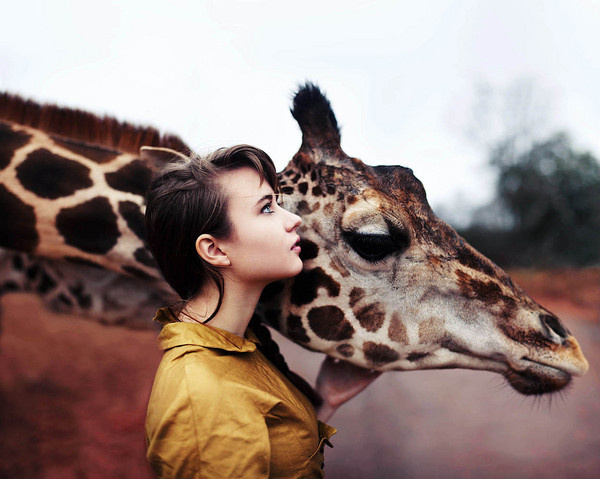 http://kirtan.tumblr.com/post/36404824634 #color #giraffe