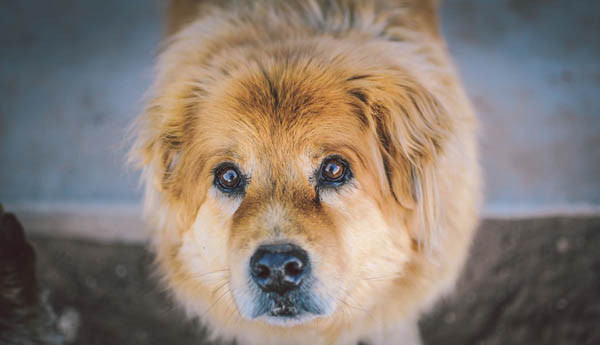 Cute Dog
