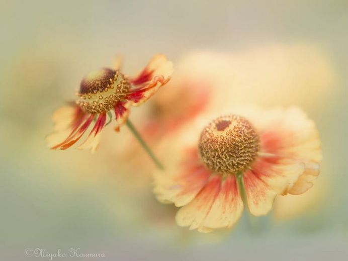 Beautiful Macro Flower Photography by Miyako Koumura