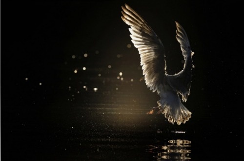 tumblr_lk9lv9vn8P1qzfrcco1_500.png (Image PNG, 500x330 pixels) #photography