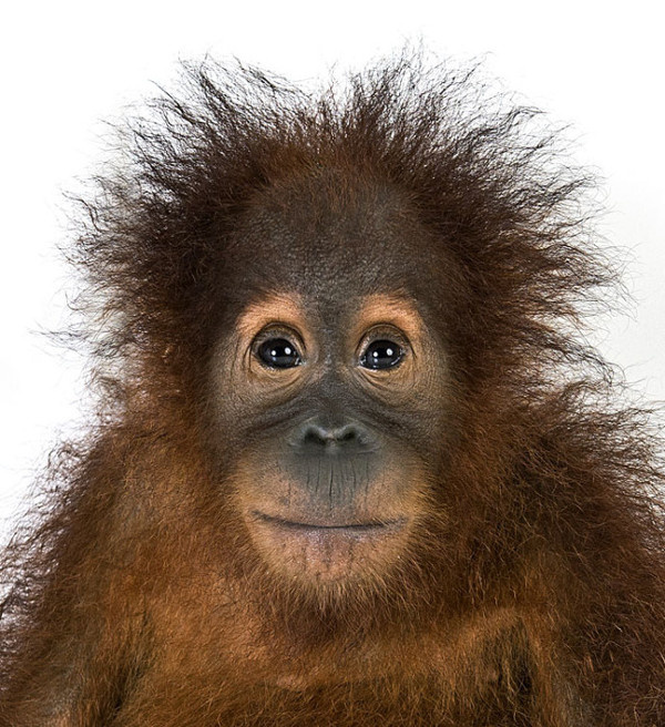 Man of the Forest by Ernest Goh #inspiration #photography #animal