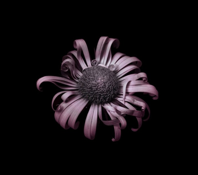 Fine Art Flowers Photography by Viera Babecova