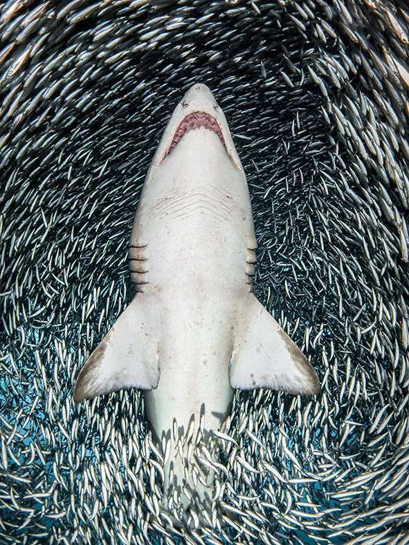 A sand tiger shark surrounded by tiny bait fish by Tanya Houppermans, United States