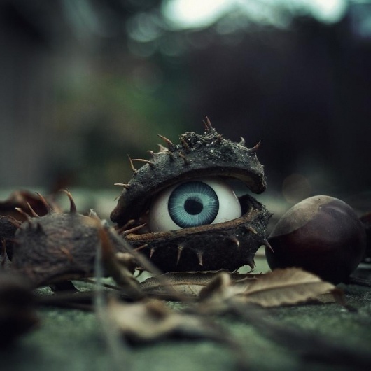the trees have eyes | Flickr - Photo Sharing! #seed #eye #photography #tree
