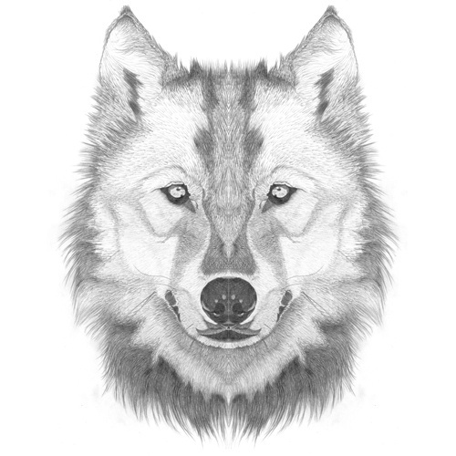 48_adriadeyzaguirremirrorhuskey.jpg (Imatge JPEG, 500x500 píxels) #white #yzaguirre #de #black #mirror #and #animals #pencil #symmetric
