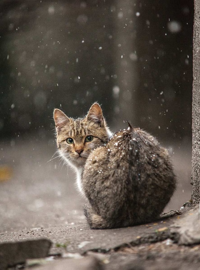 Stunning Animal Portraits by Sergey Polyushko