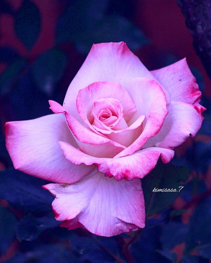 Beautiful Pictures of Roses by Kimi Sasa