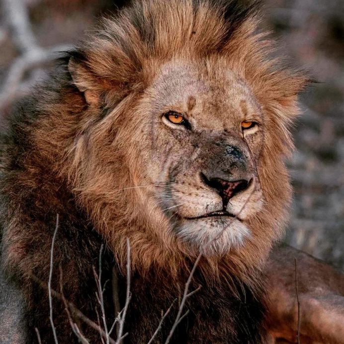 #cuteanimals: Wildlife Animal Portraits by Irene Nathanson