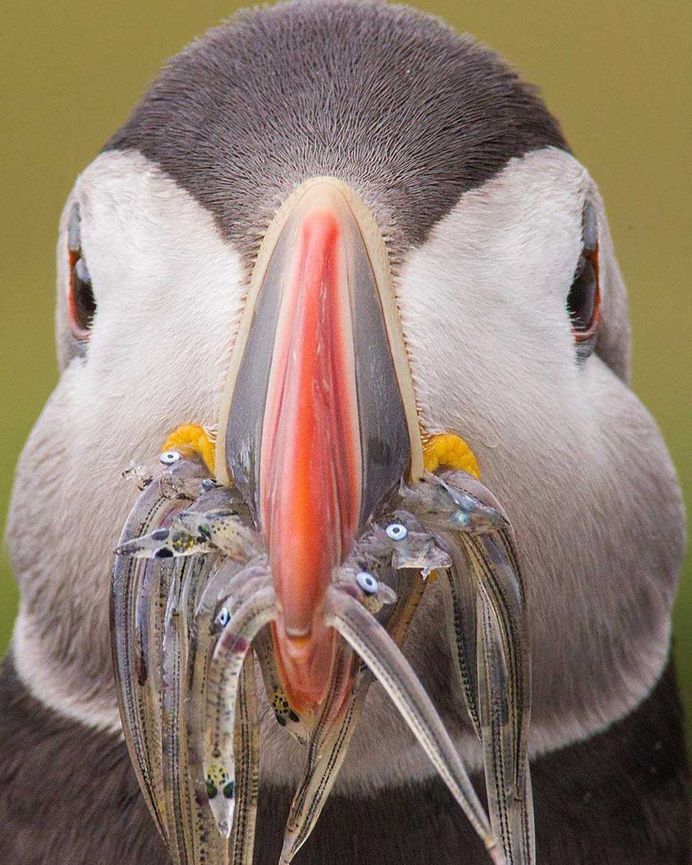 Sunil Gopalan Captures Striking Photos of Birds on Five Continents