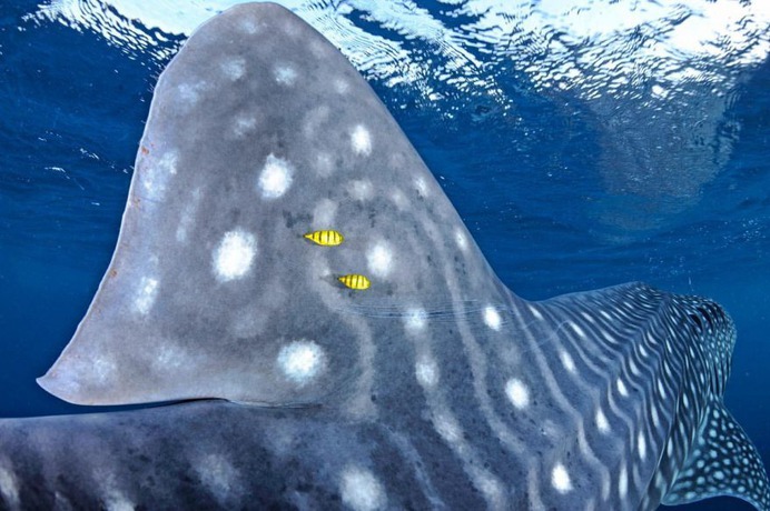 Mind-Blowing Wildlife and Underwater Photography by Thomas Peschak