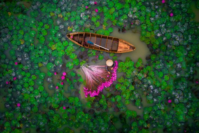 Water Lily