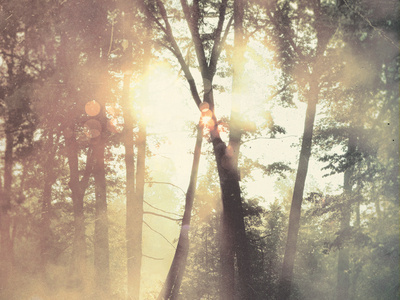 "the warmth of the daytime seemed like a dream now" #forest #sun #warm