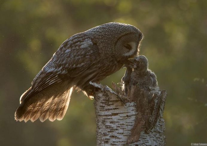 Majestic Photographs of Owls by Johnny Salomonsson