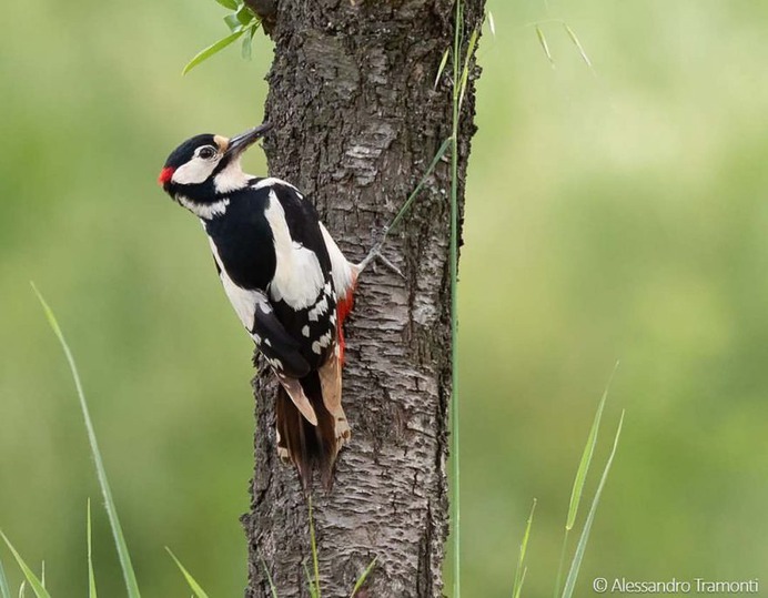 #birdwatching: Wonderful Bird Photography by Alessandro Tramonti