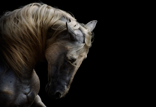 Photography(viaÂ martamara) #horse