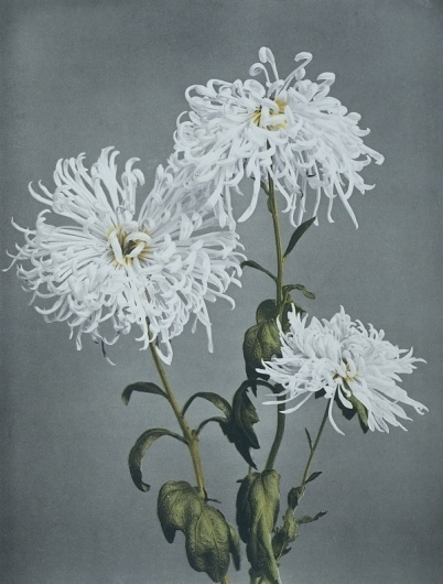 Every reform movement has a lunatic fringe #desaturated #dull #flowers