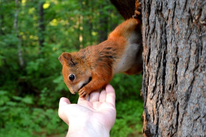 Squirrel 