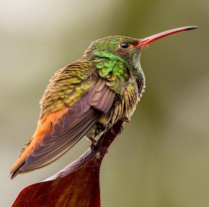 #bestbirdshots: Magnificent Bird Photography by Luigi Rotondaro