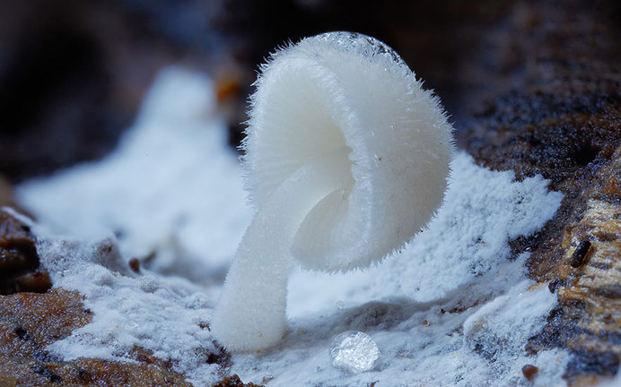 World Of Australian Mushrooms Photography by Steve Axford #nature photography #Mushroom photos #macro photography