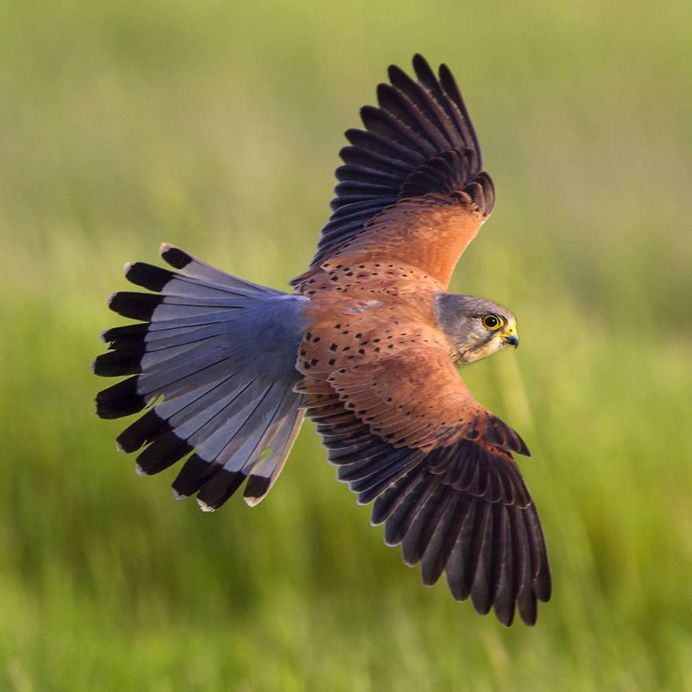 #only_raptors: Beautiful Birds of Prey Photography by Luciano Piazza
