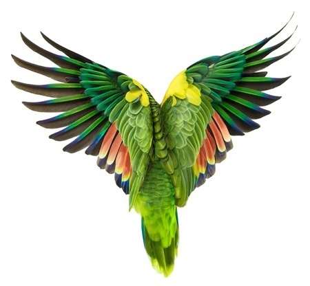 Adapt #zuckerman #parrot #anderw #bird