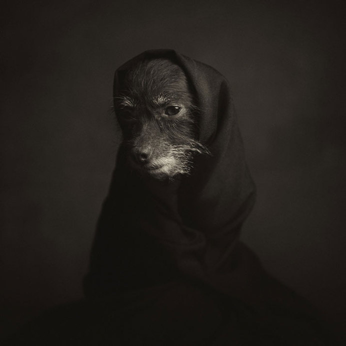 Dramatic Portraits Of Animals Expression Like Human Emotions #animal photography #Cute Dog #Portrait Photography