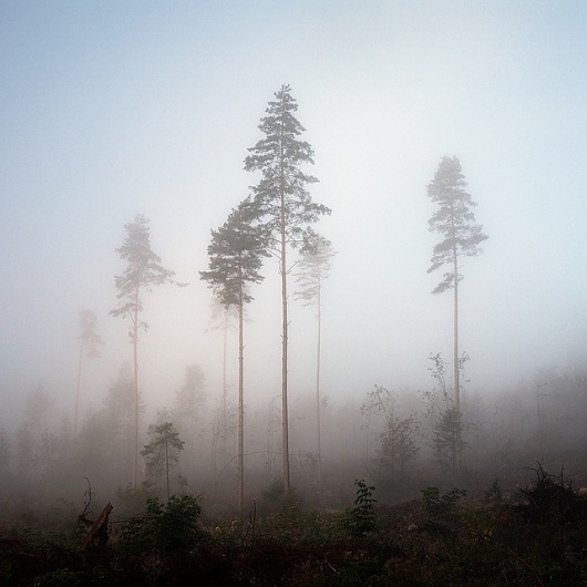 Norwegian wood #3 | Flickr - Photo Sharing!