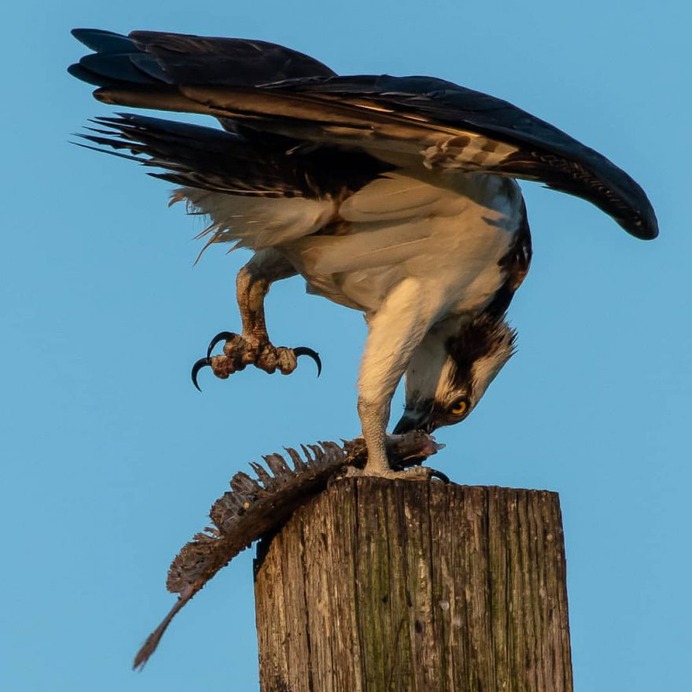 #birdwhisperer: Beautiful Birds Photography by Chris A. Fraley