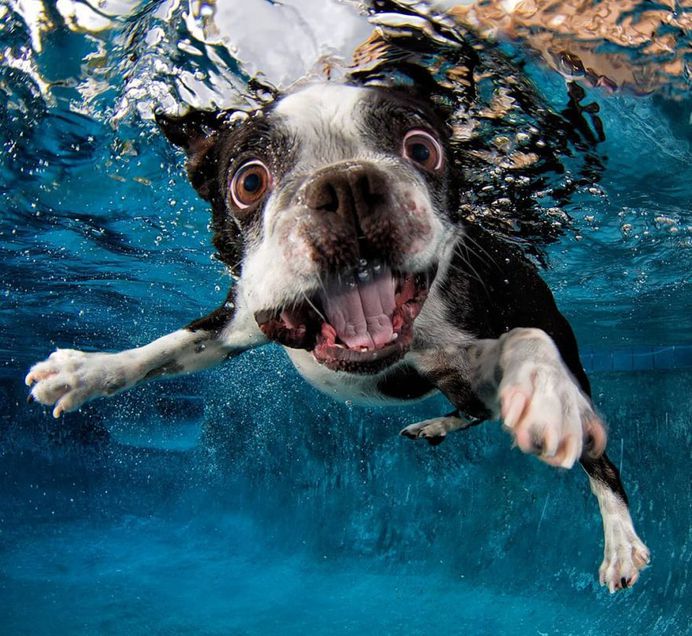 Uderwater Dogs: Creative and Playful Photography by Seth Casteel