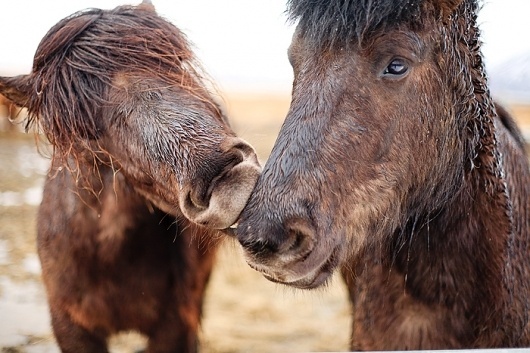 KRISATOMIC #photography #horse #iceland