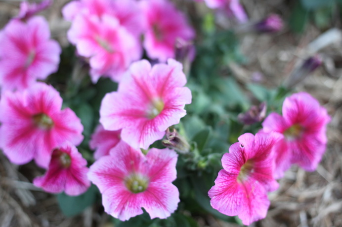 Pink Flowers, Ella Clark, taken on 1st of September 2017,http://suitcasedreaming.tumblr.com