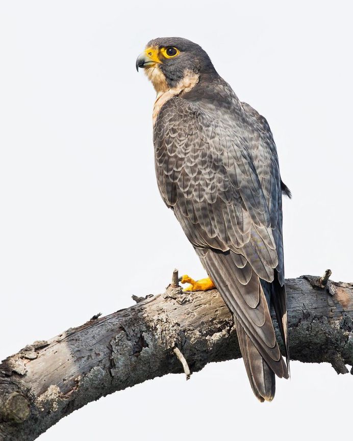Peregrine Falcon