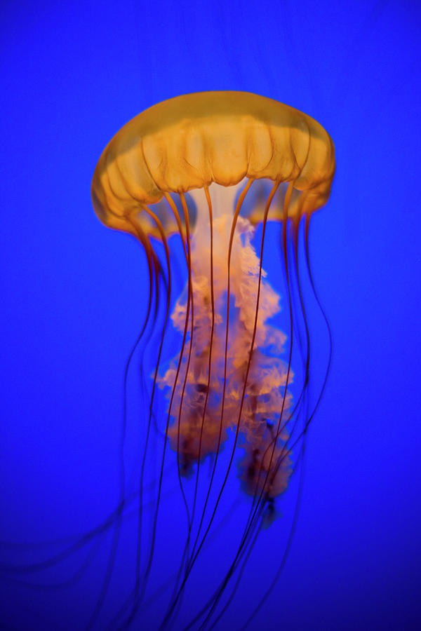 easy jellyfish painting & jellyfish paint by numbers #painting